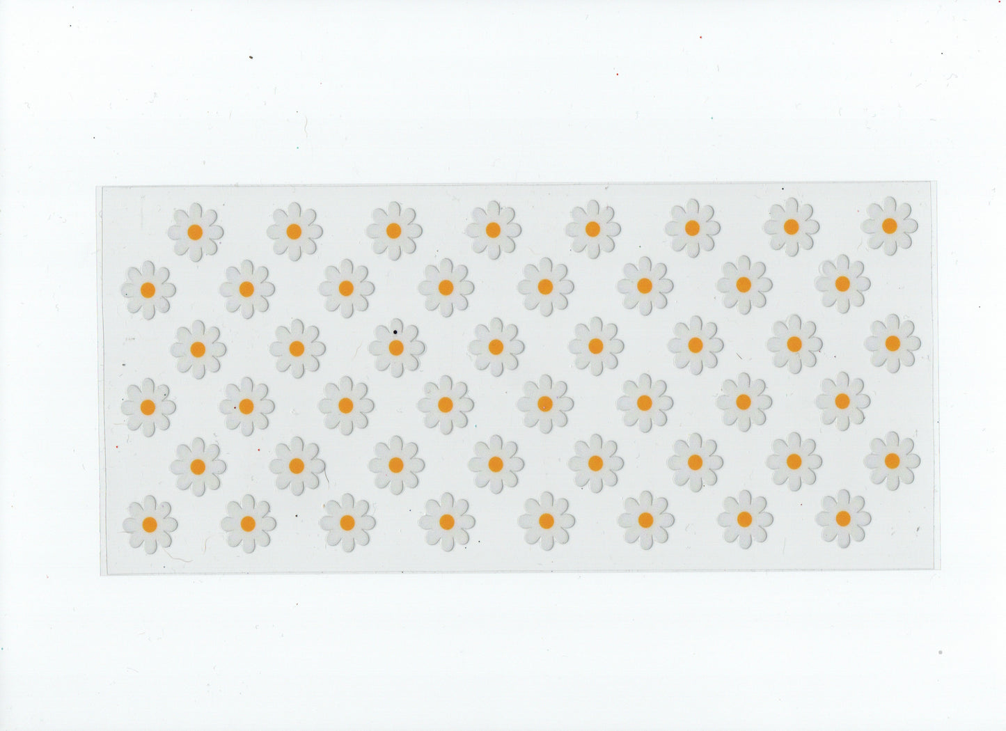 White daisies #2