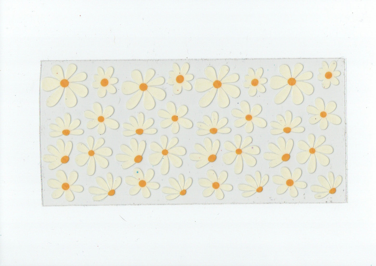 White daisies